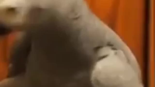 Funny Cats