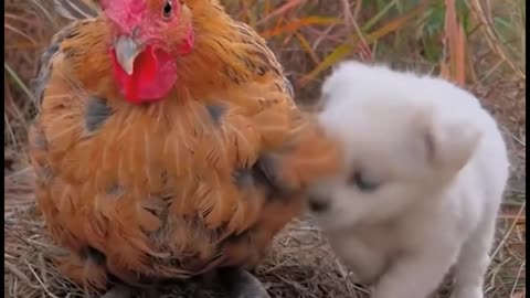 Small puppy and small duck friendship #puppy #small #duck