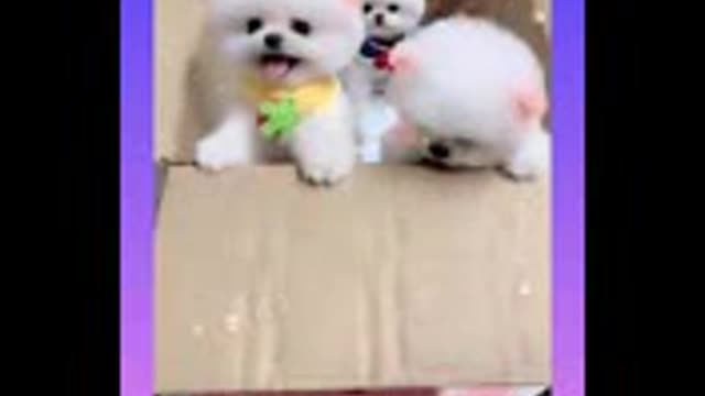 14 cut and funny baby dogs vedeo