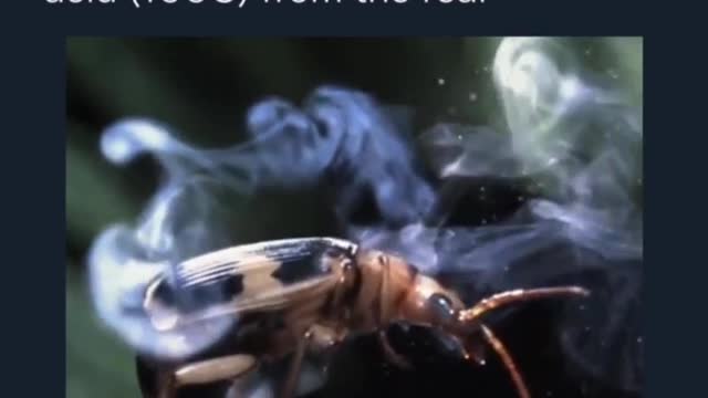 Deadly defense mechanism of the Bombardier beetle😱!!