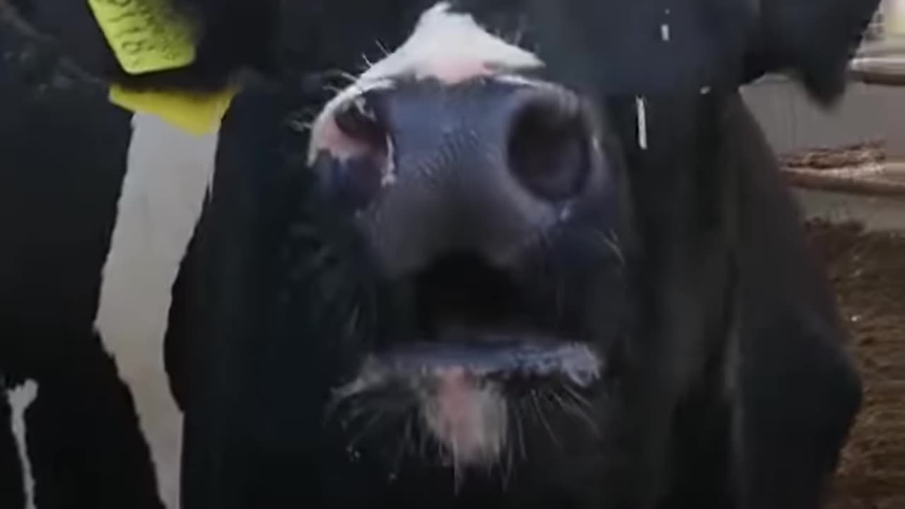 Cow crying for her stolen baby