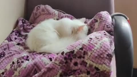 Cute and funny cat video.