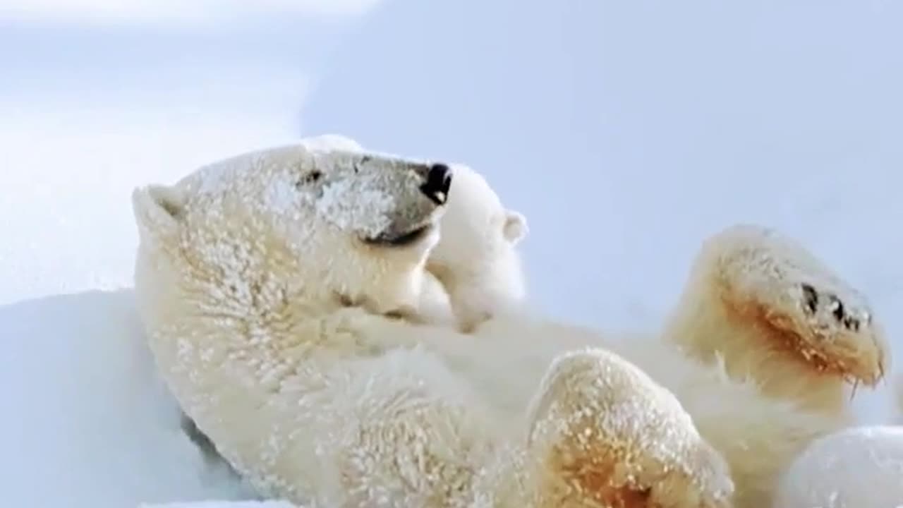 Polar bear cub plays with mother bear