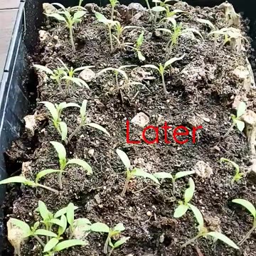 14 days later ready to transplant. @TalkwithSally