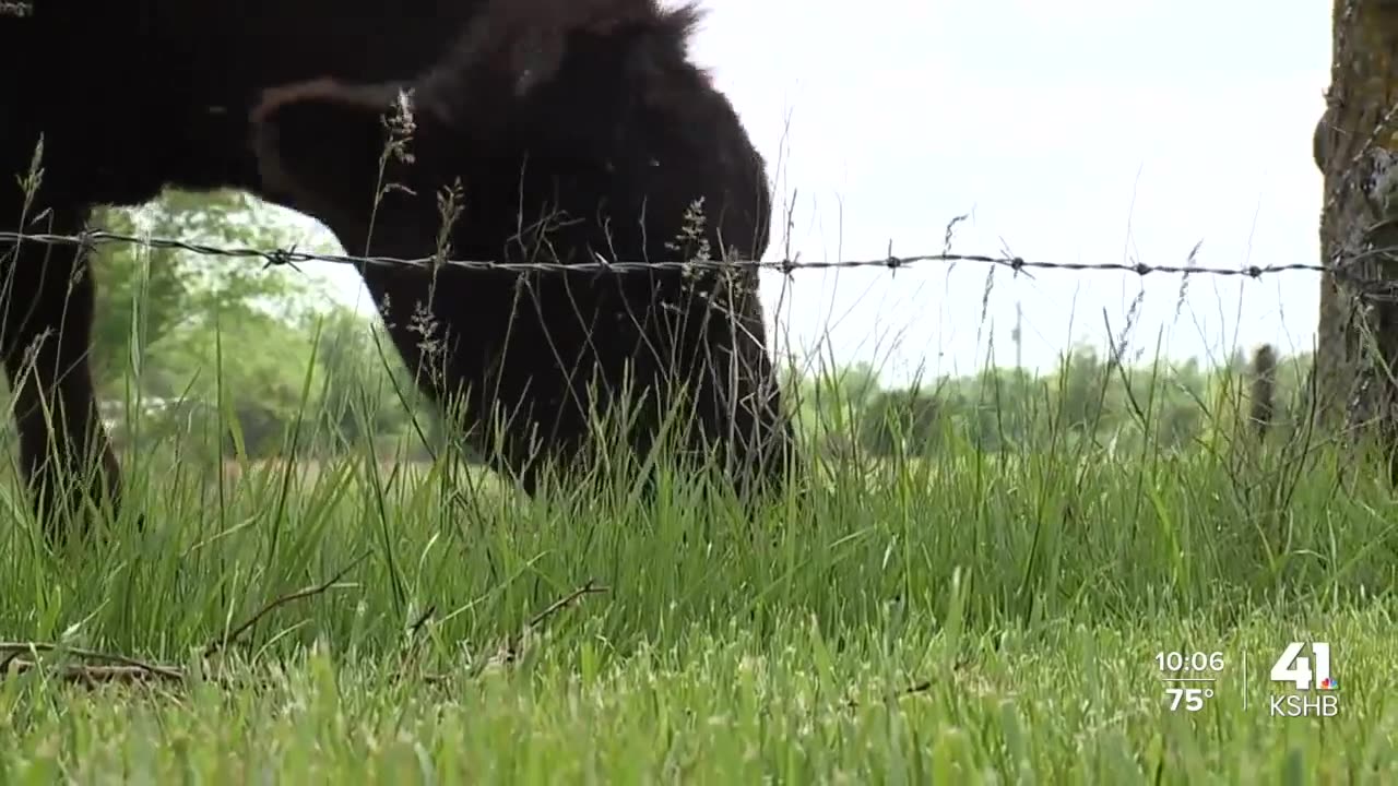 Farmer encourages buying direct to help avoid high meat costs