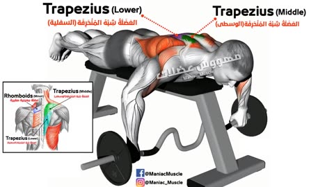 How to get Bigger Traps (8 BEST EXERCISE)