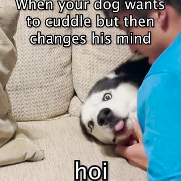 compilation | baby animals 79 | cute animals 79 | kids #shorts