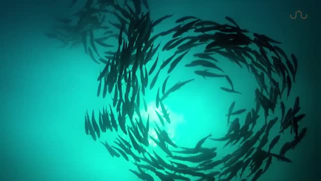 TUNA TORNADO - Huge Swarm of Jack Fish Dwarf Scuba Diver