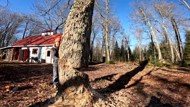 Close Call When Cutting Down Tree