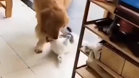 cat and dog friendship