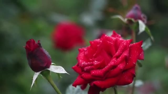 World Most Beautiful Flowers / Beautiful Blomming Flowers Timelapse