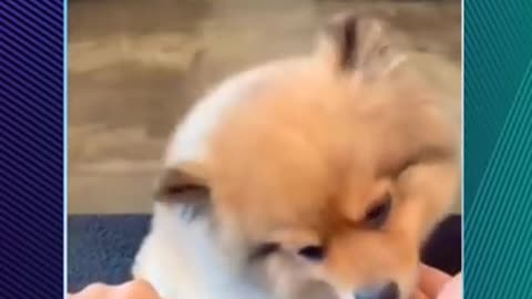 Funny cats and dogs