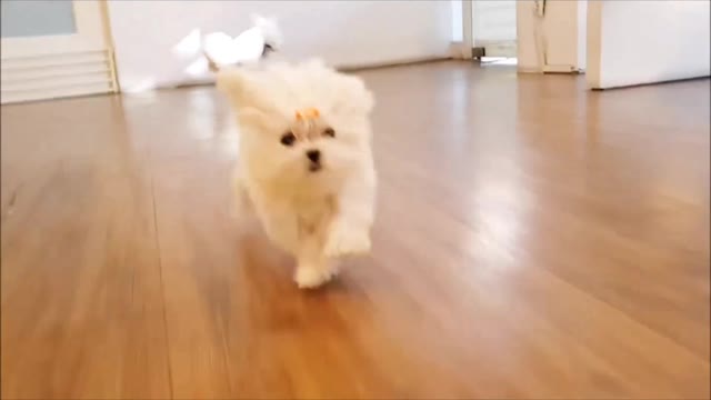 Play around with puppy