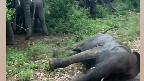 Baby Elephant fell and Family Came to Help