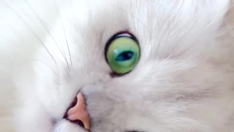 Beautiful Cat's Style 😺 #cat #cats #cute #cutecat #cutecats #pets #animals