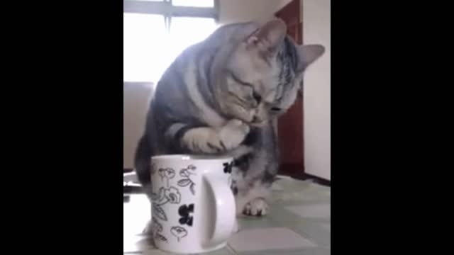 Gif video of cat playing with the cup