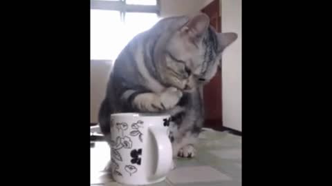 Gif video of cat playing with the cup