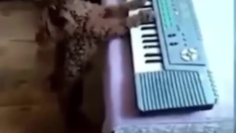 Dog plays the piano and starts singing