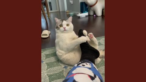 Cute and Funny Cat Videos Compilation Part 2