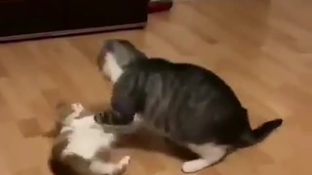 Best Funny Animal Videos 2022 😂 - Funniest Cats Action 😻