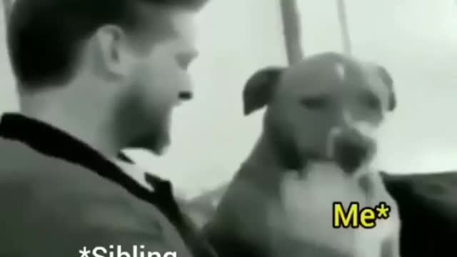 Most funny animals video.