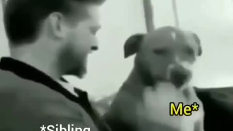 Most funny animals video.