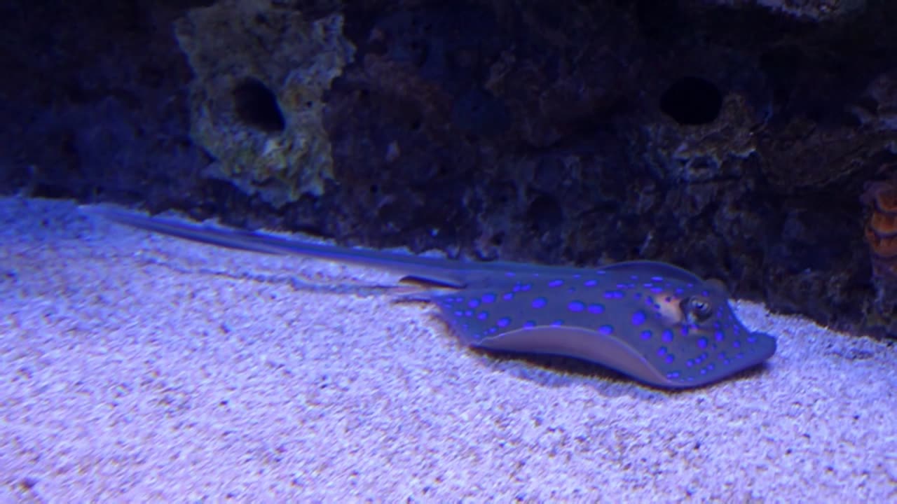 A Blue Spotted Stingray In An Aquarium