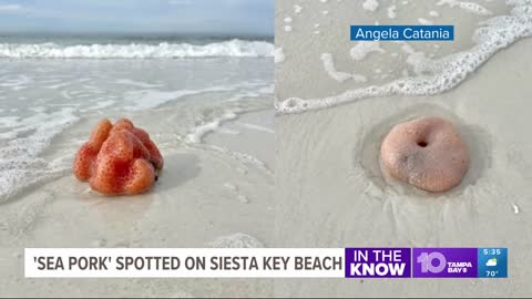 What is a sea pork? All about the blobs spotted on Siesta Key Beach