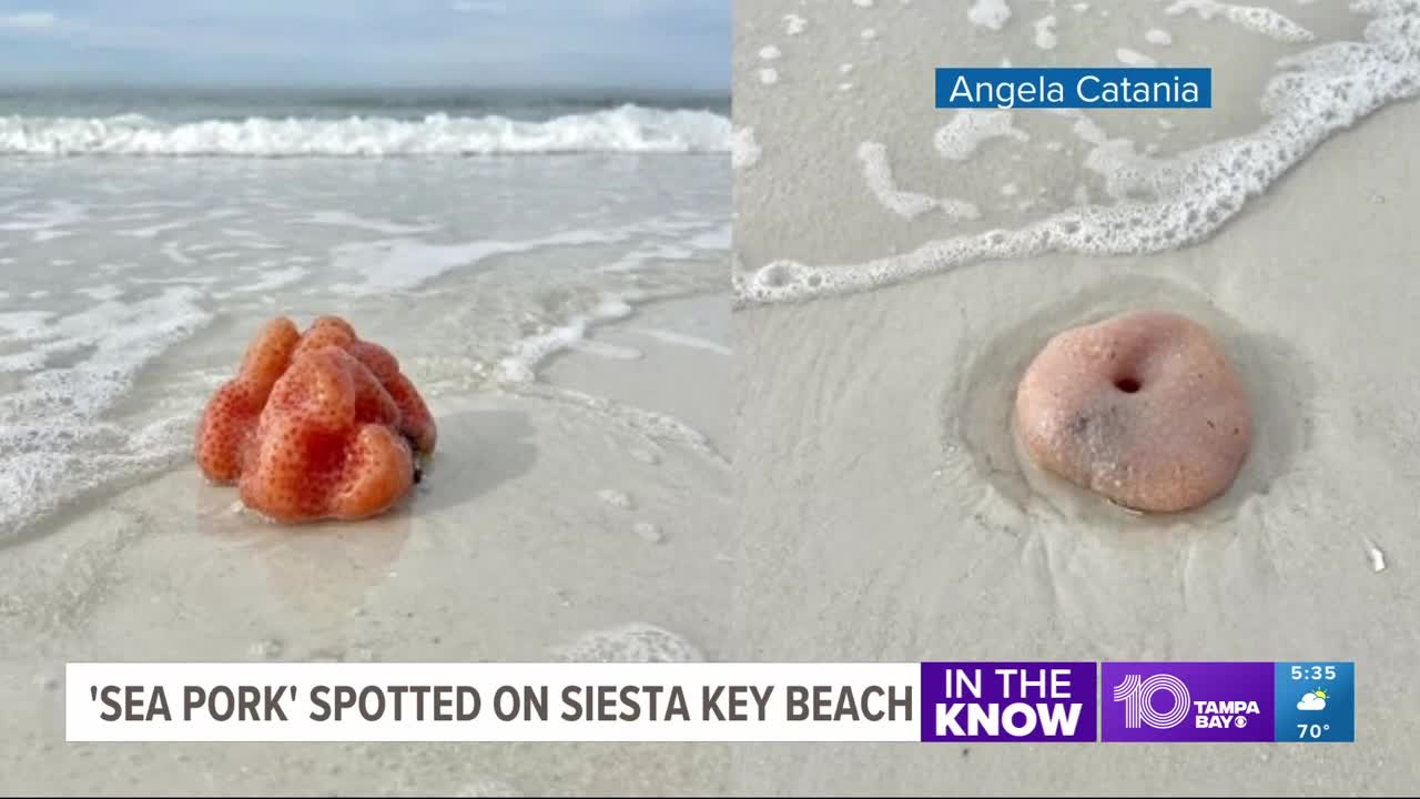 What is a sea pork? All about the blobs spotted on Siesta Key Beach