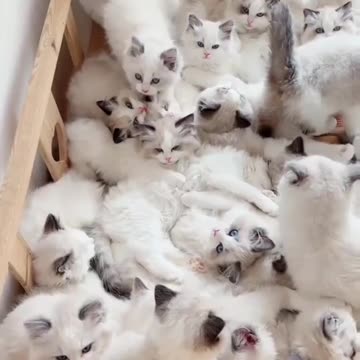 Kittecat Video and Fanny Cat Video