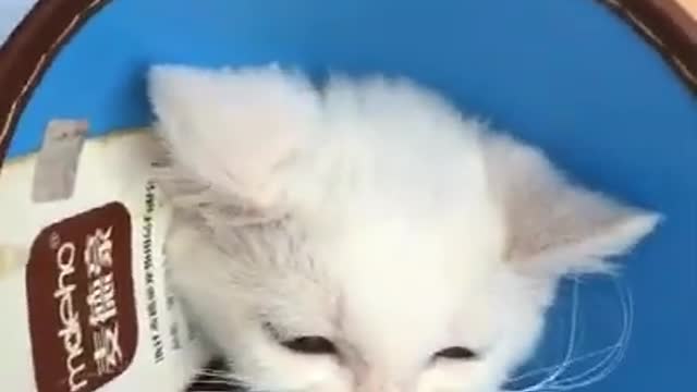 Funny Cat Injection videos -