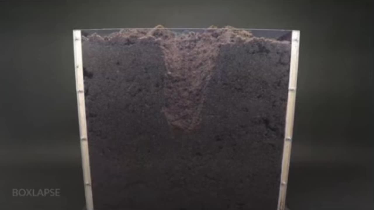Potato-92 days time lapse