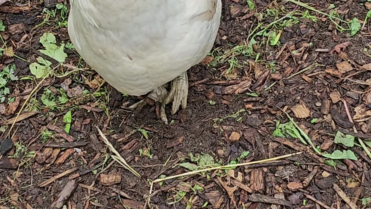 OMC! Whitey the shy chicken strolls through the Lilacs with friends!