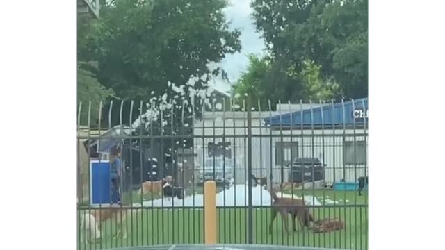 group of dogs playing with foam