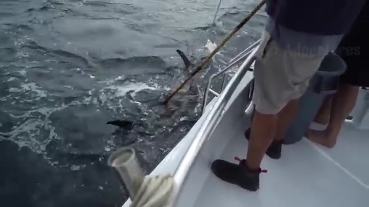 How Australia Fishermen Catch Millions of Marlin and Bluefin Tuna This Way longline fishing at sea