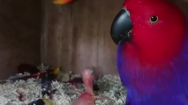 Beautiful cute colors birds video.