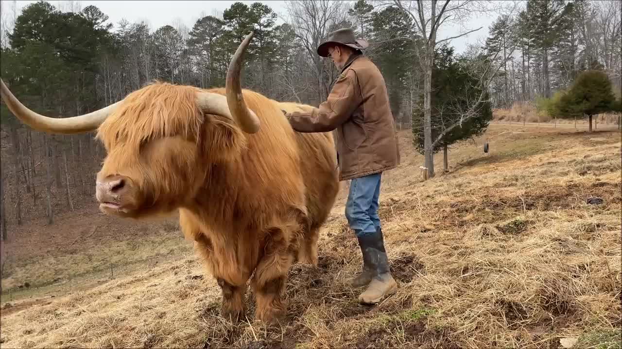 Do Highland cows make good pets