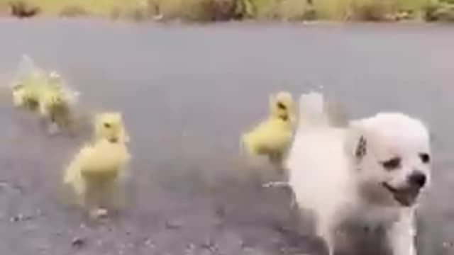 Dogs love for duck babys