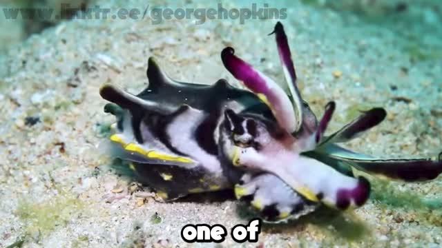 Avoid This CUTTLEFISH!