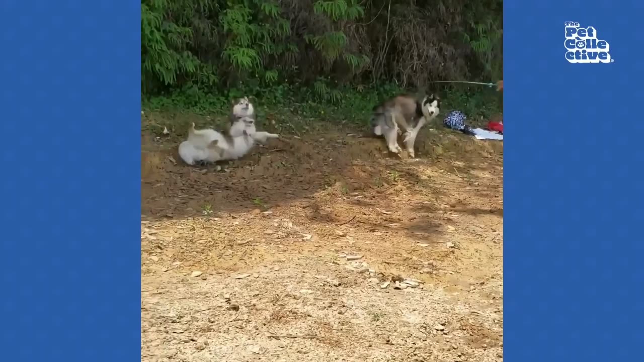 Funniest Husky Dog Part 2