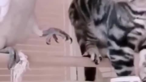 Cats Vs Bird