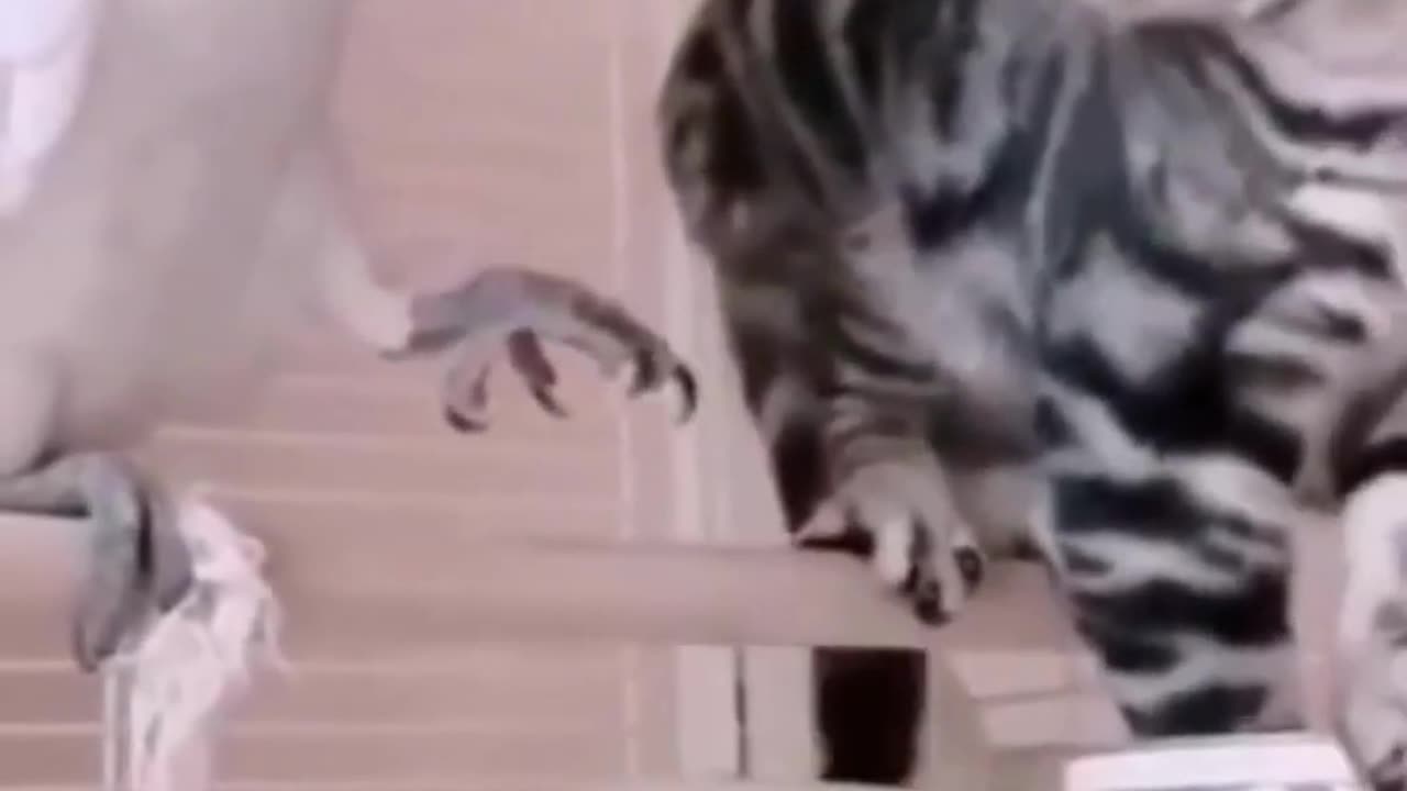 Cats Vs Bird