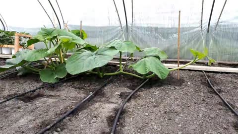 Timelapse _ From seed to 600kg Giant Pumpkin