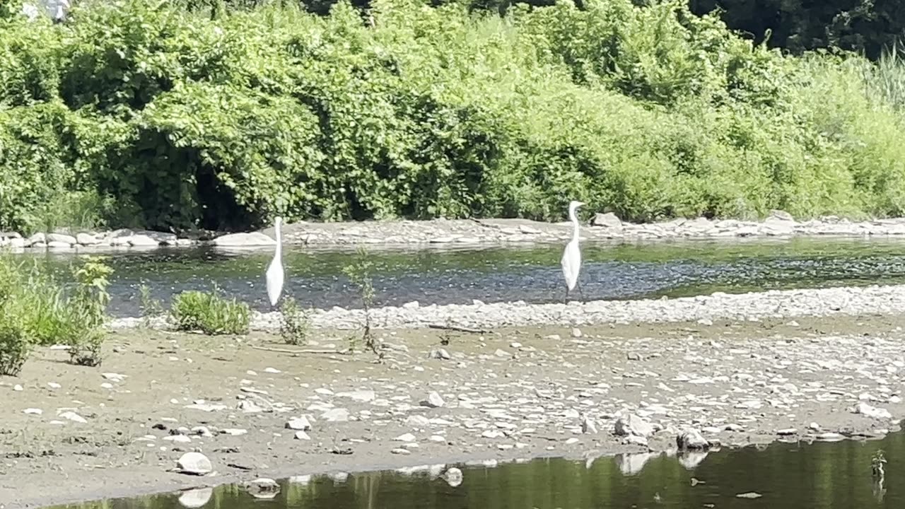 Bird Variety of Humber River