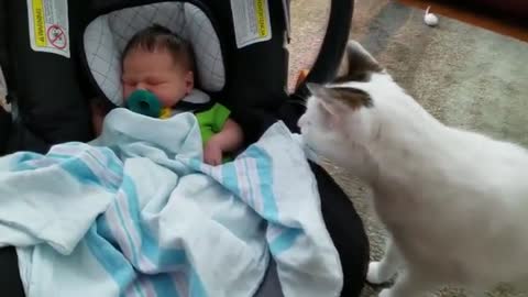 My Cat Meets Our Baby for the first time