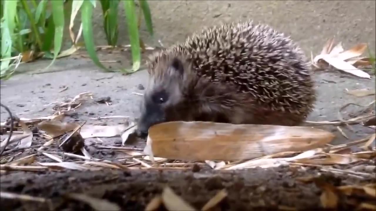 Cute Little Hedgehogs or "hoglets"