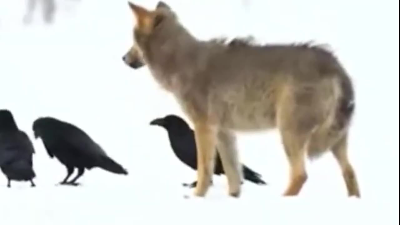 A Feathered and Furry Friendship | Facts from Lennox
