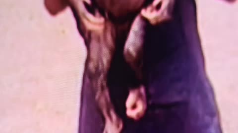 ONE DAY ALL OF GOD'S CREATURES WILL BE FREE