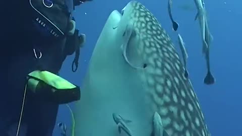 Close to shark#capturing video