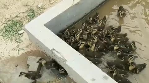 ducks